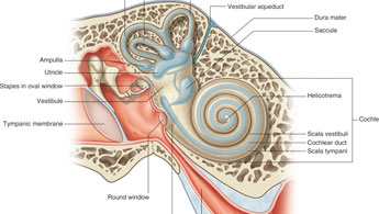 Inner Ear Hearing Test